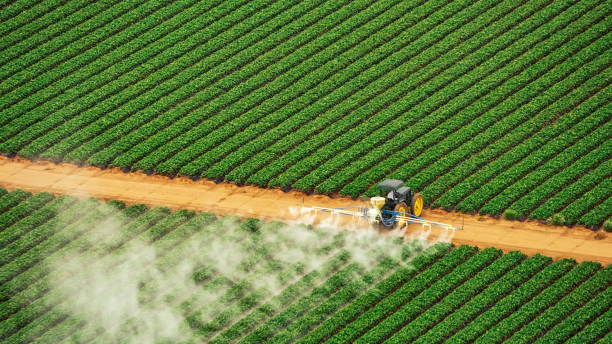 Best Ant Control Services  in Springfield, SD