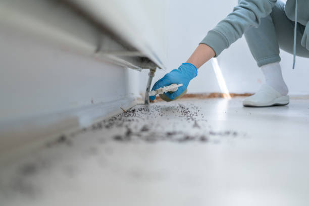 Best Pest Control for Homes  in Springfield, SD